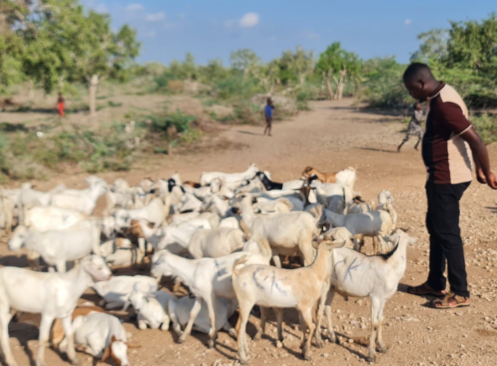 Flood-Affected Groups to Receive Livestock, Business Support in New Recovery Initiative